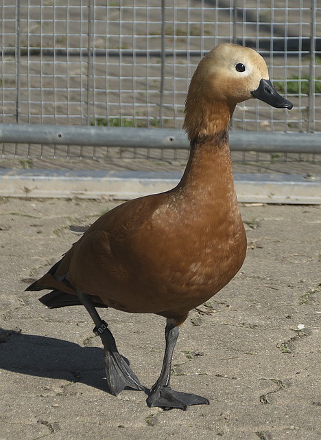 虎即便拼尽